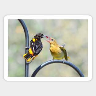 Oriole feeding fledgling.. Sticker